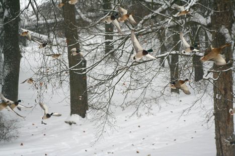 stol de rate in parcul castelului 005