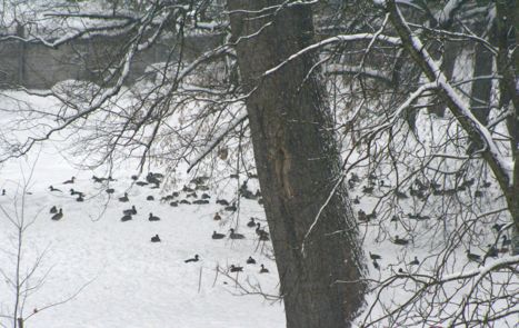 stol de rate in parcul castelului 016